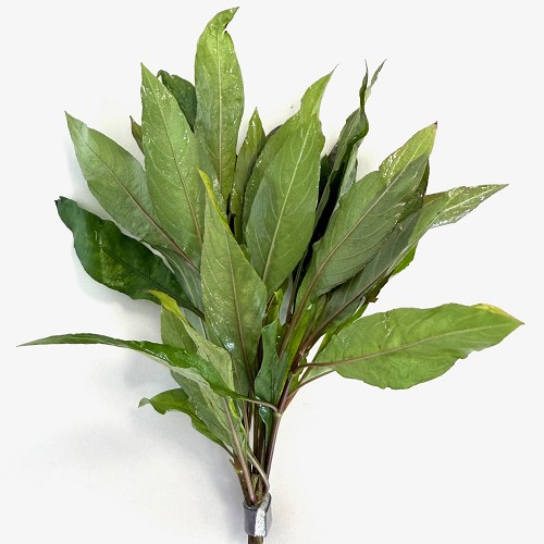 Hygrophila siamensis in pot